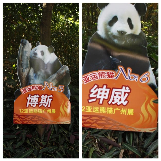 博斯绅威：与大熊猫同行的十五年公益征程(图5)