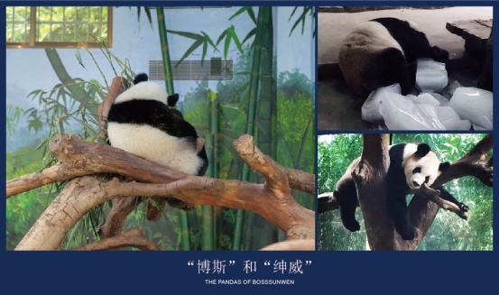博斯绅威：与大熊猫同行的十五年公益征程(图7)