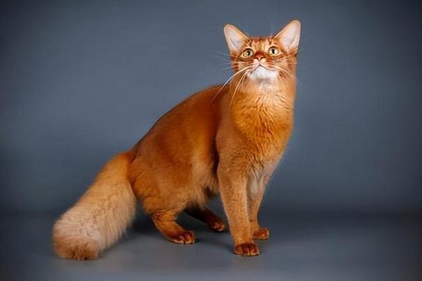 世界十大贵族猫排行榜美国银虎斑猫排第一位(图1)