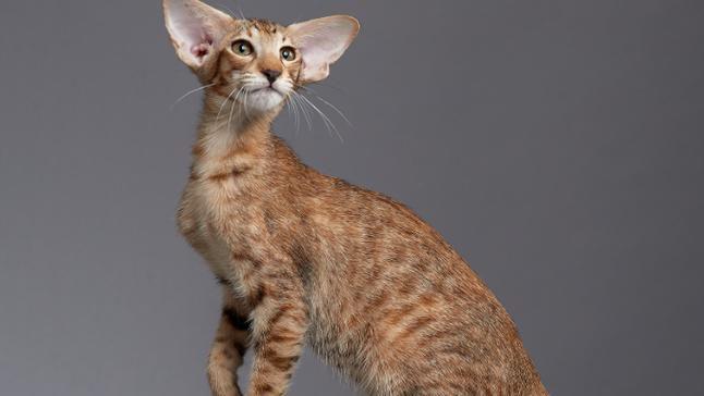 世界十大贵族猫排行榜美国银虎斑猫排第一位(图2)