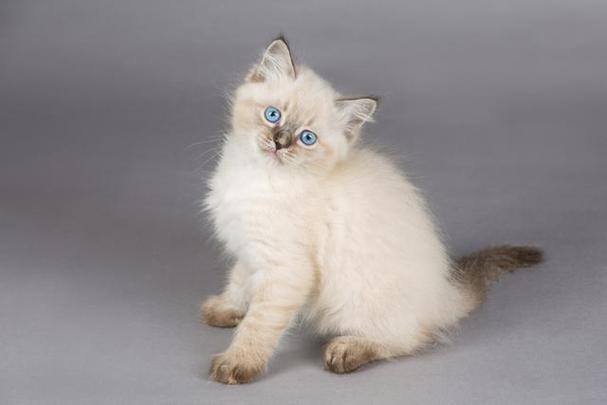 世界十大贵族猫排行榜美国银虎斑猫排第一位(图3)