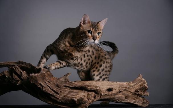世界十大贵族猫排行榜美国银虎斑猫排第一位(图7)