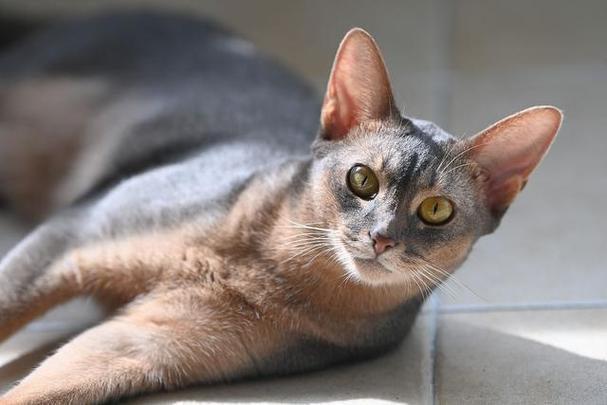 世界十大贵族猫排行榜美国银虎斑猫排第一位(图6)