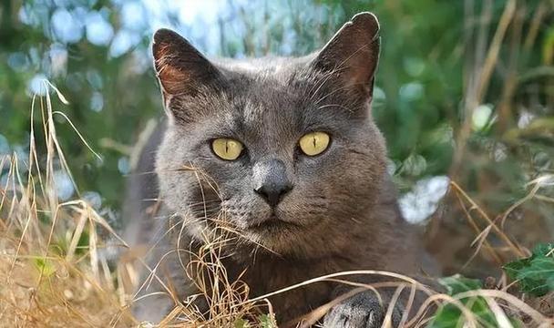 世界十大贵族猫排行榜美国银虎斑猫排第一位(图8)