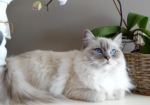 世界十大贵族猫排行榜美国银虎斑猫排第一位(图9)